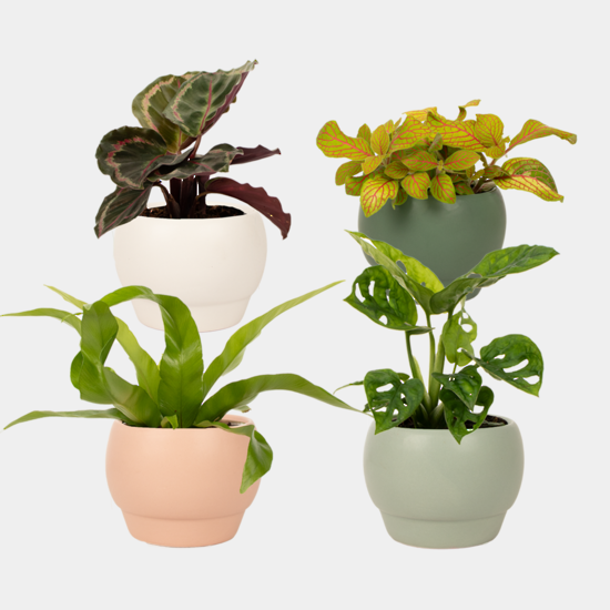 Little Leaf Plant Collection