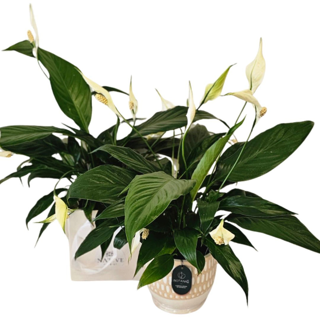 Peace Lily