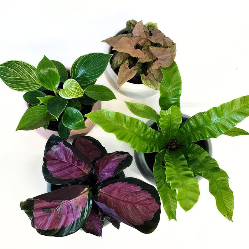 Little Leaf Plant Collection