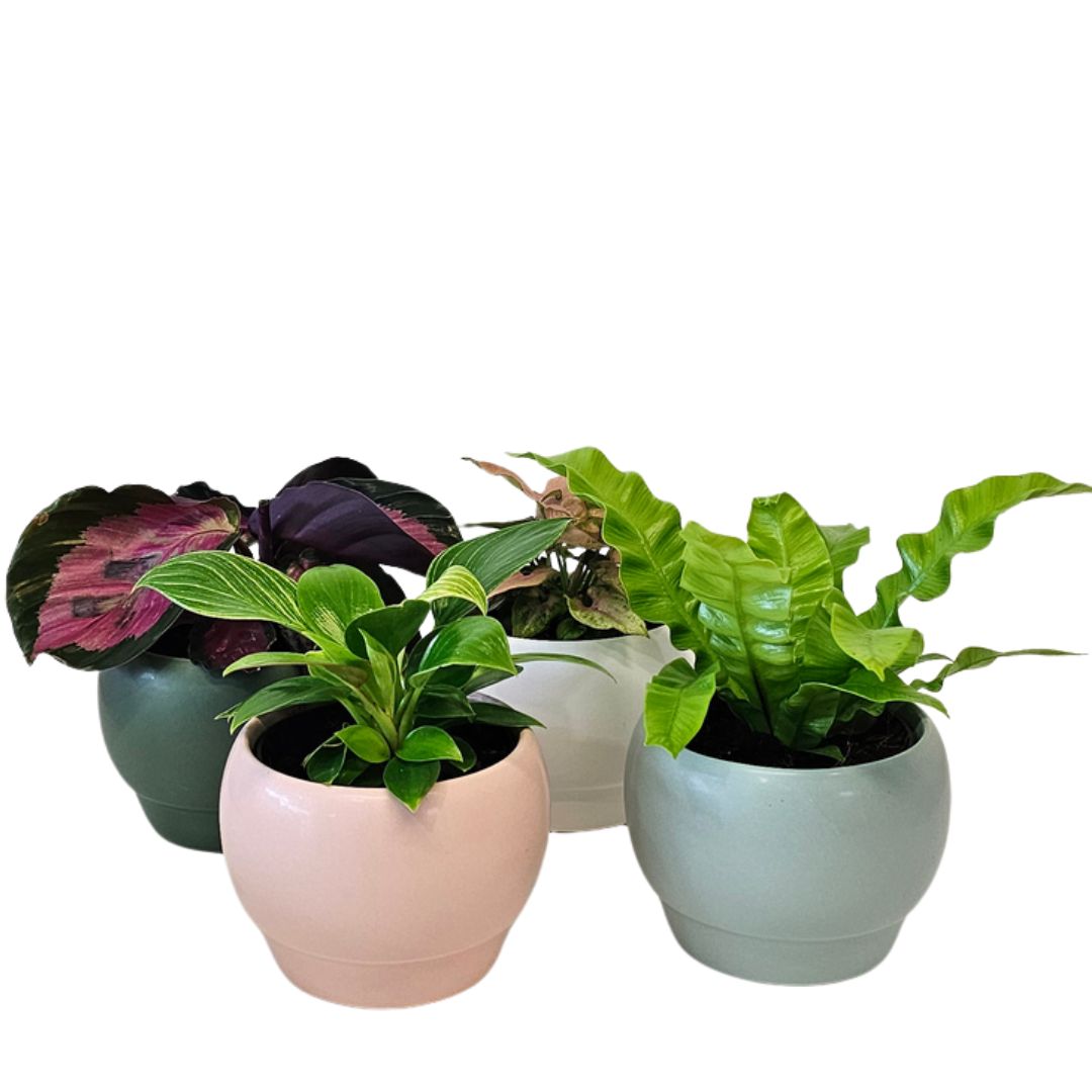 Little Leaf Plant Collection